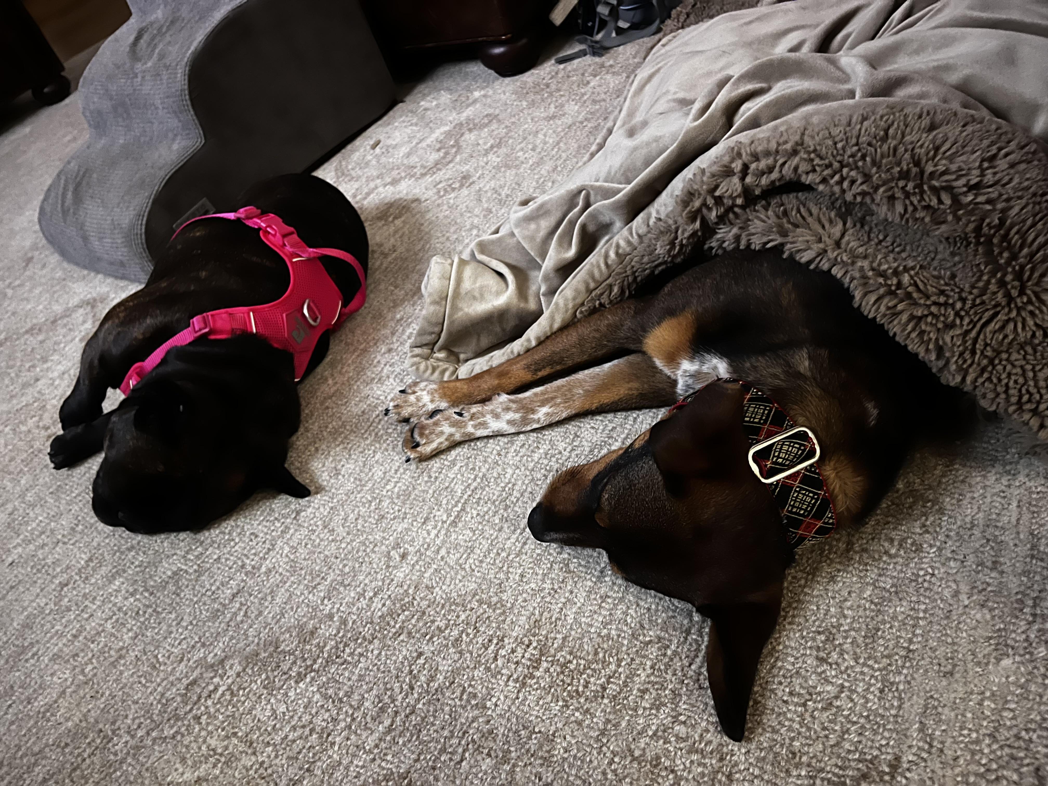 Enlarge Odie, a ADOPTABLE mixed breed in San Antonio, TX image 5/6