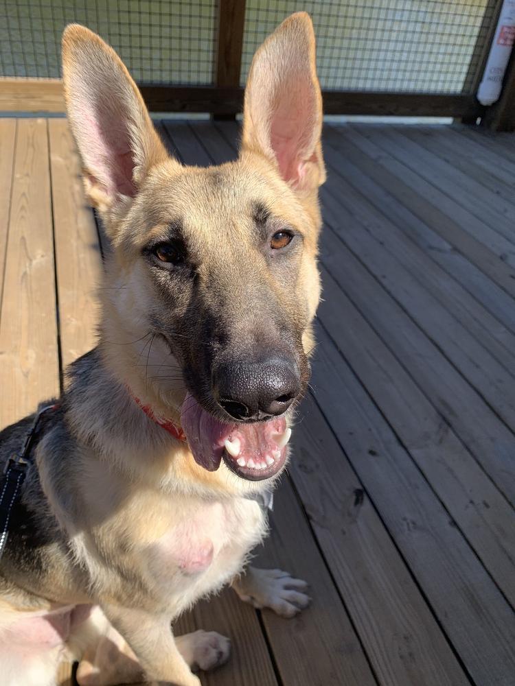 Enlarge Armani, a Adoptable German Shepherd Dog in Milton, GA image 1/6