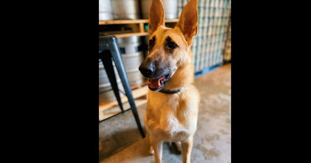 Enlarge Armani, a Adoptable German Shepherd Dog in Milton, GA image 2/6