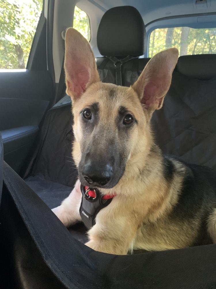 Enlarge Armani, a Adoptable German Shepherd Dog in Milton, GA image 3/6