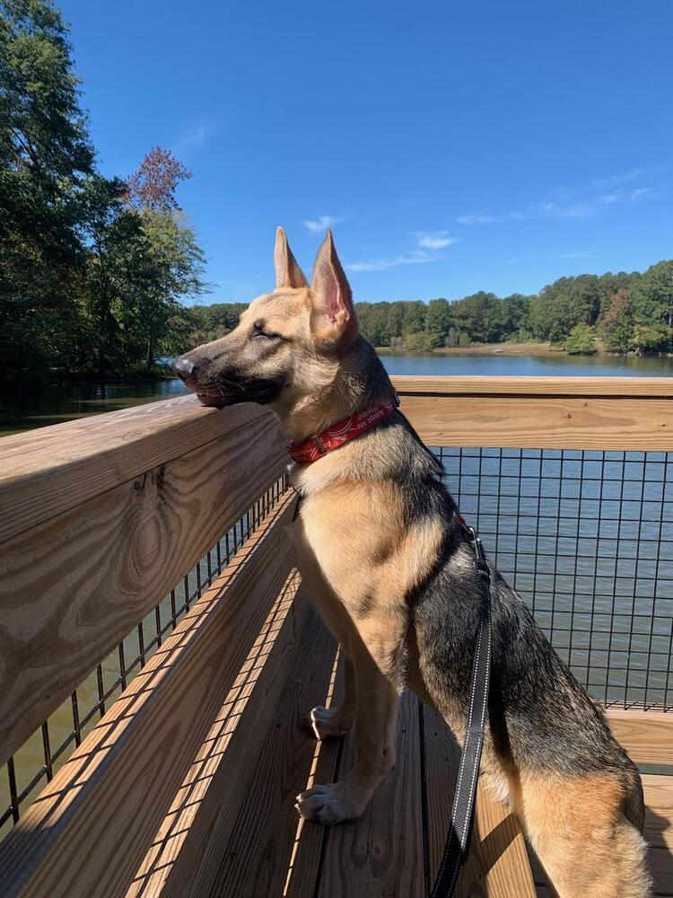 Enlarge Armani, a Adoptable German Shepherd Dog in Milton, GA image 4/6