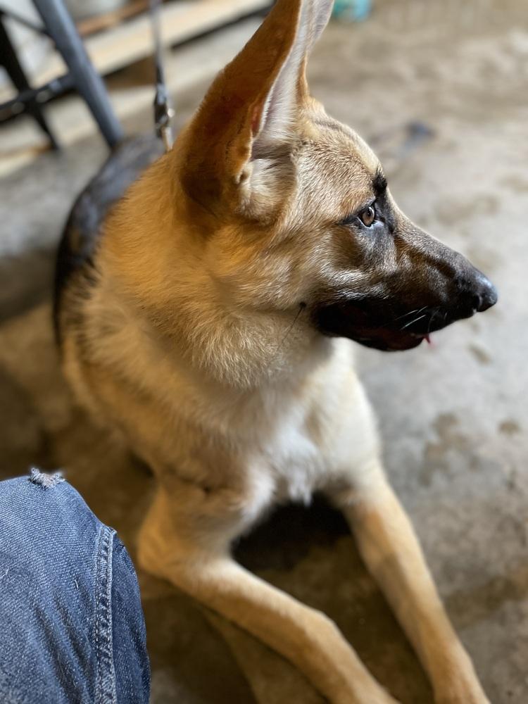 Enlarge Armani, a Adoptable German Shepherd Dog in Milton, GA image 5/6