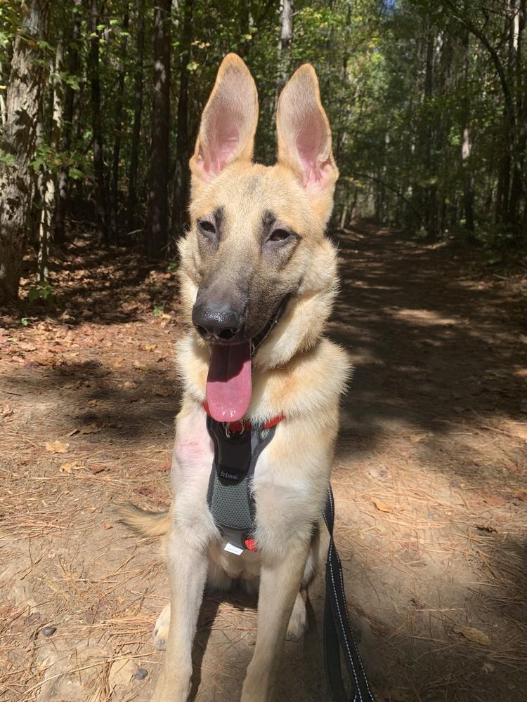 Enlarge Armani, a Adoptable German Shepherd Dog in Milton, GA image 6/6