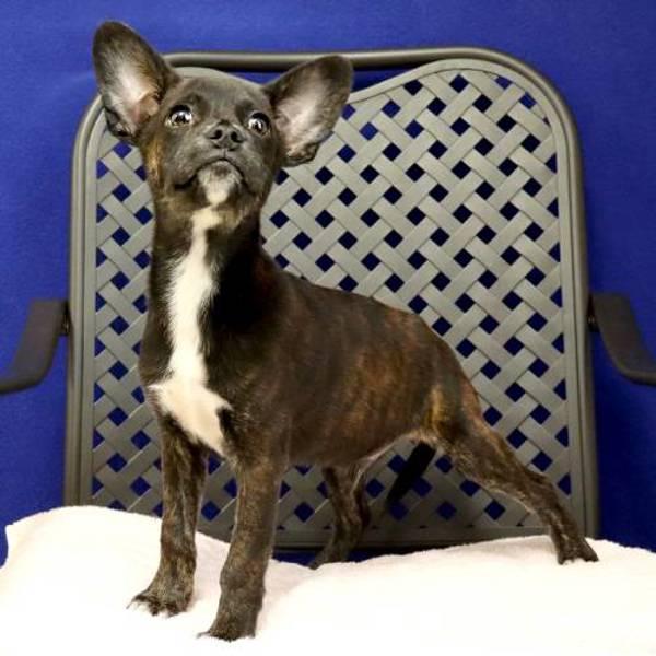 Lil Dumbo, Adoptable, Young Male French Bulldog.