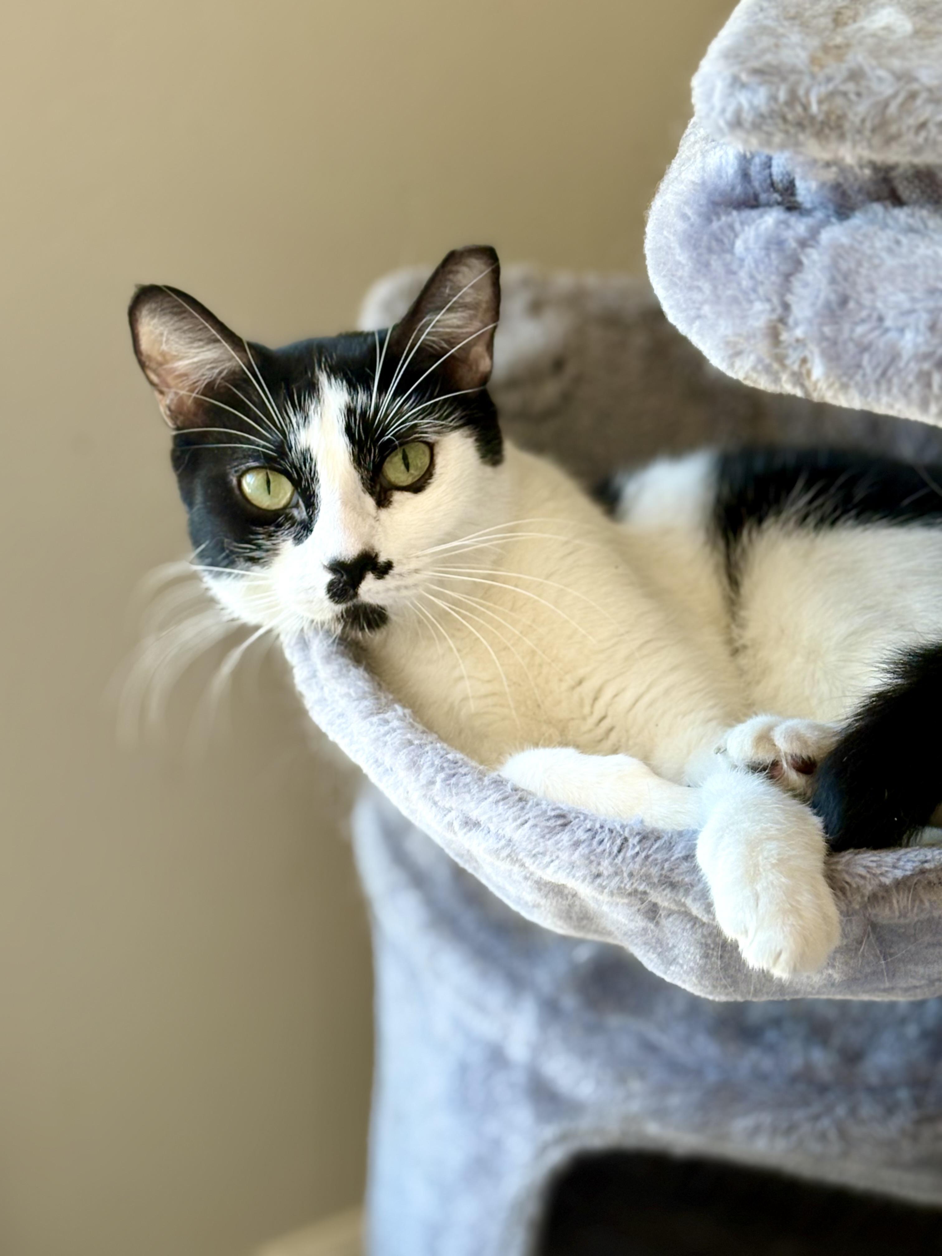 Enlarge Moustache Sally, a Adoptable Domestic Short Hair in SCOTTSDALE, AZ image 4/5