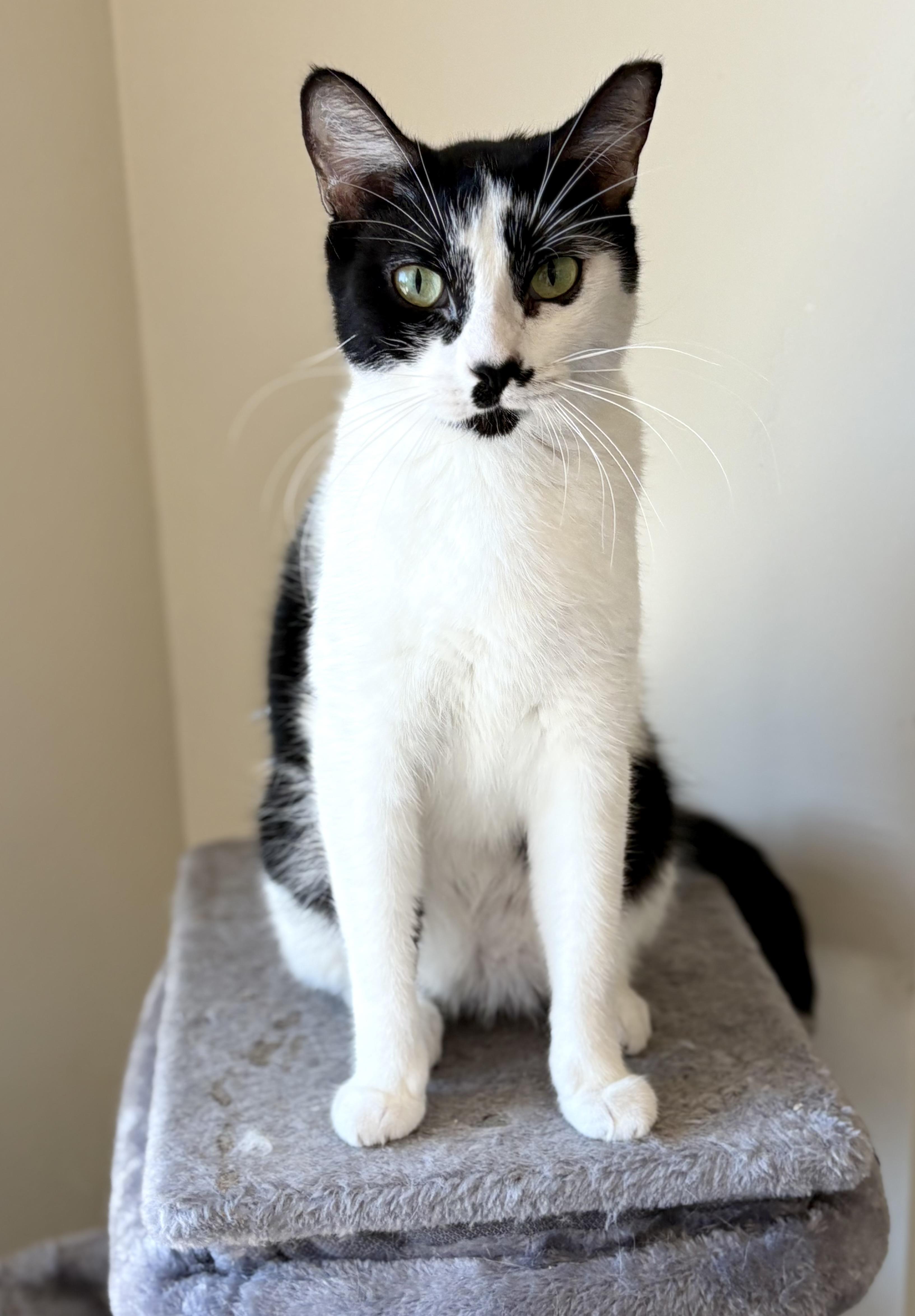Enlarge Moustache Sally, a Adoptable Domestic Short Hair in SCOTTSDALE, AZ image 5/5