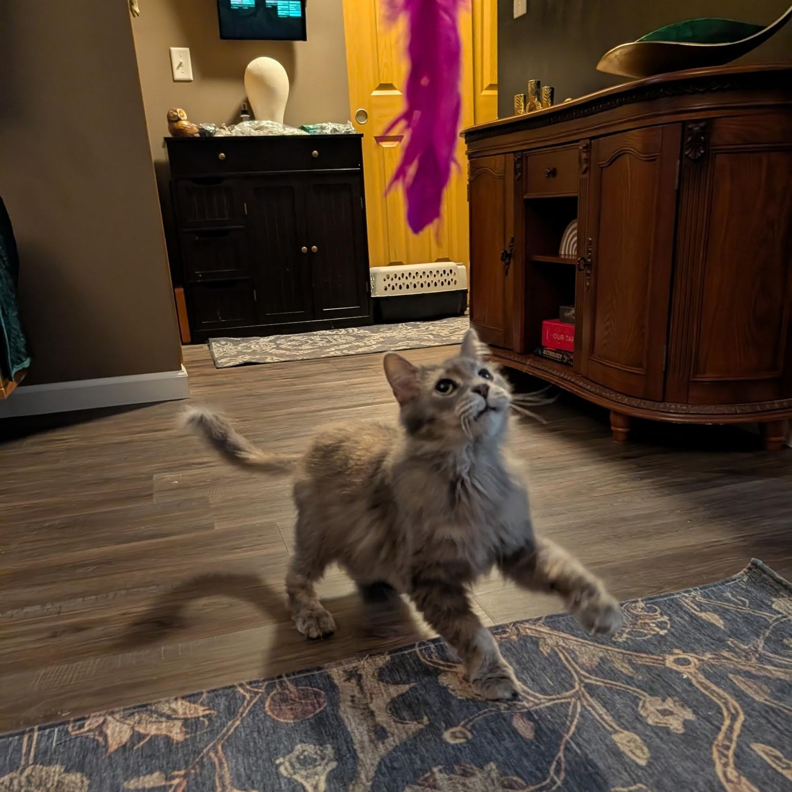 Enlarge Shadow- Bonded with Eskimo, a Adoptable Domestic Long Hair in West Jefferson, OH image 6/6