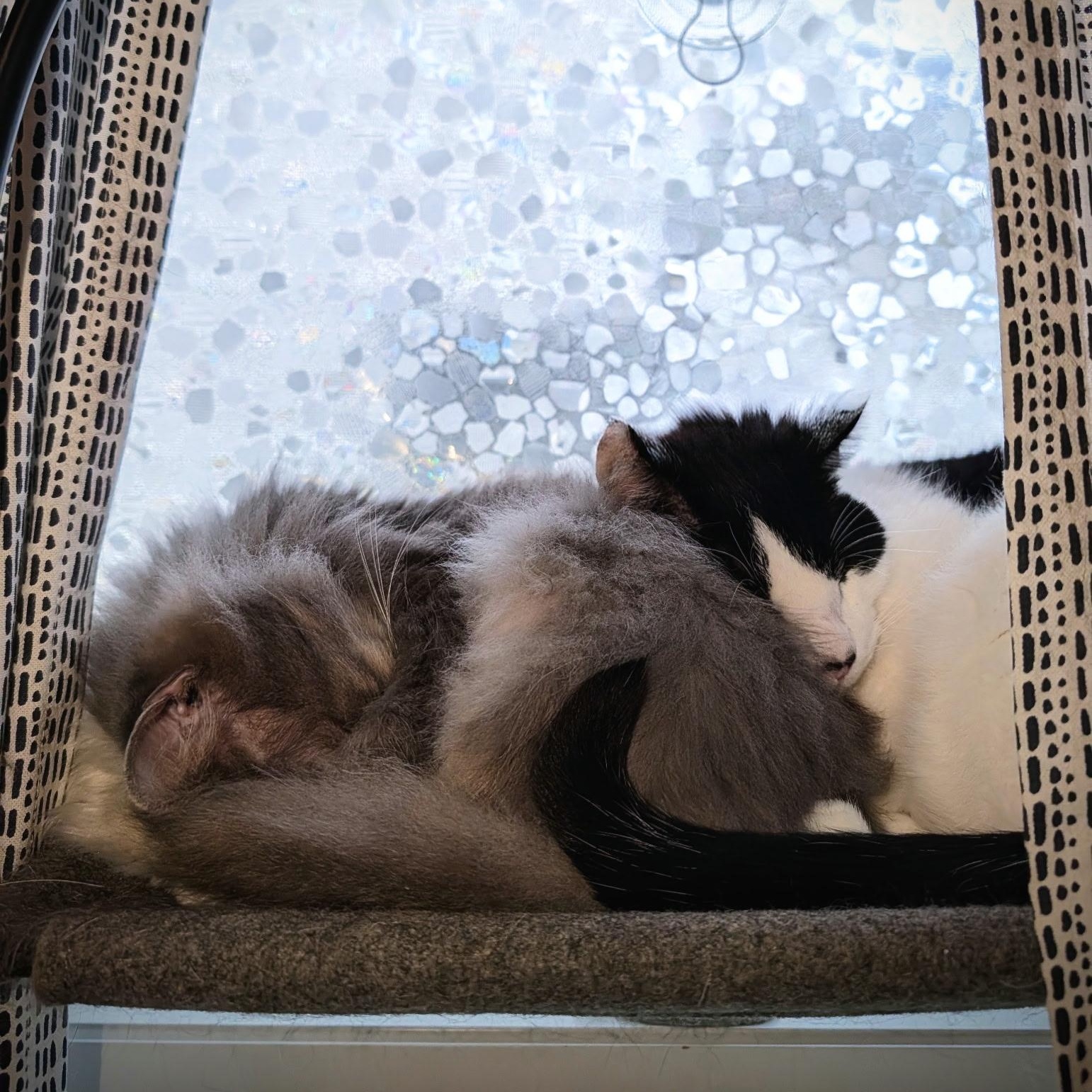 Enlarge Shadow- Bonded with Eskimo, a Adoptable Domestic Long Hair in West Jefferson, OH image 2/6