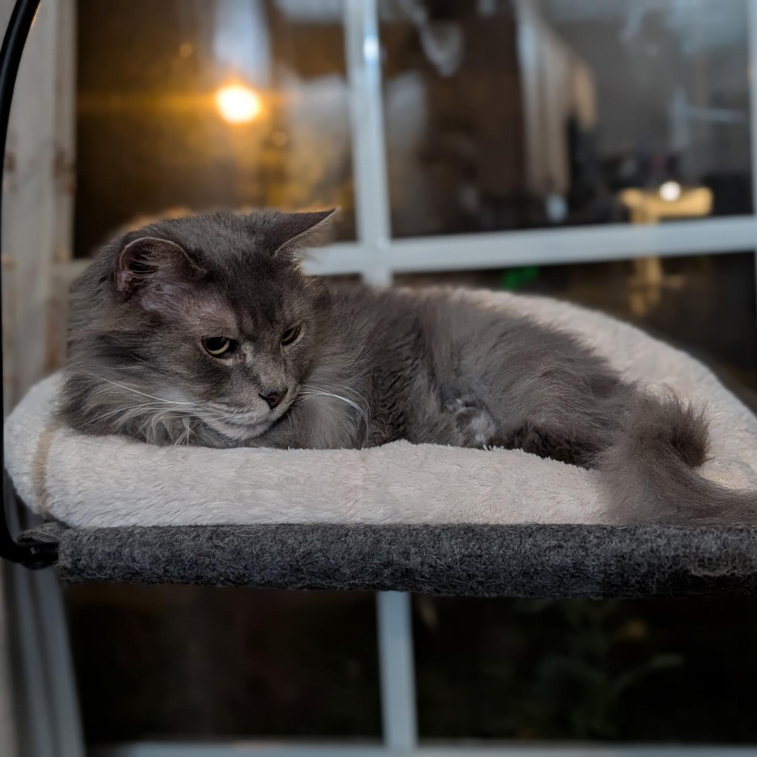 Enlarge Shadow- Bonded with Eskimo, a Adoptable Domestic Long Hair in West Jefferson, OH image 5/6