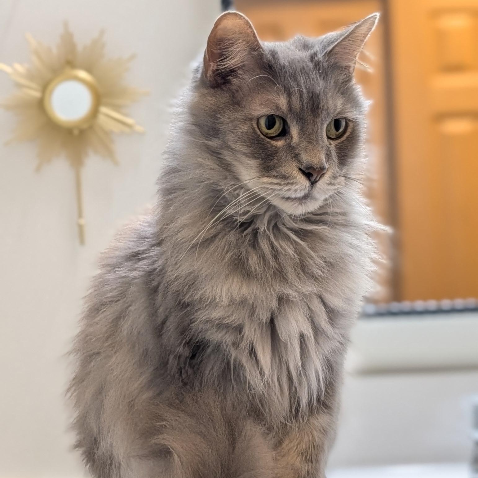 Enlarge Shadow- Bonded with Eskimo, a Adoptable Domestic Long Hair in West Jefferson, OH image 1/6