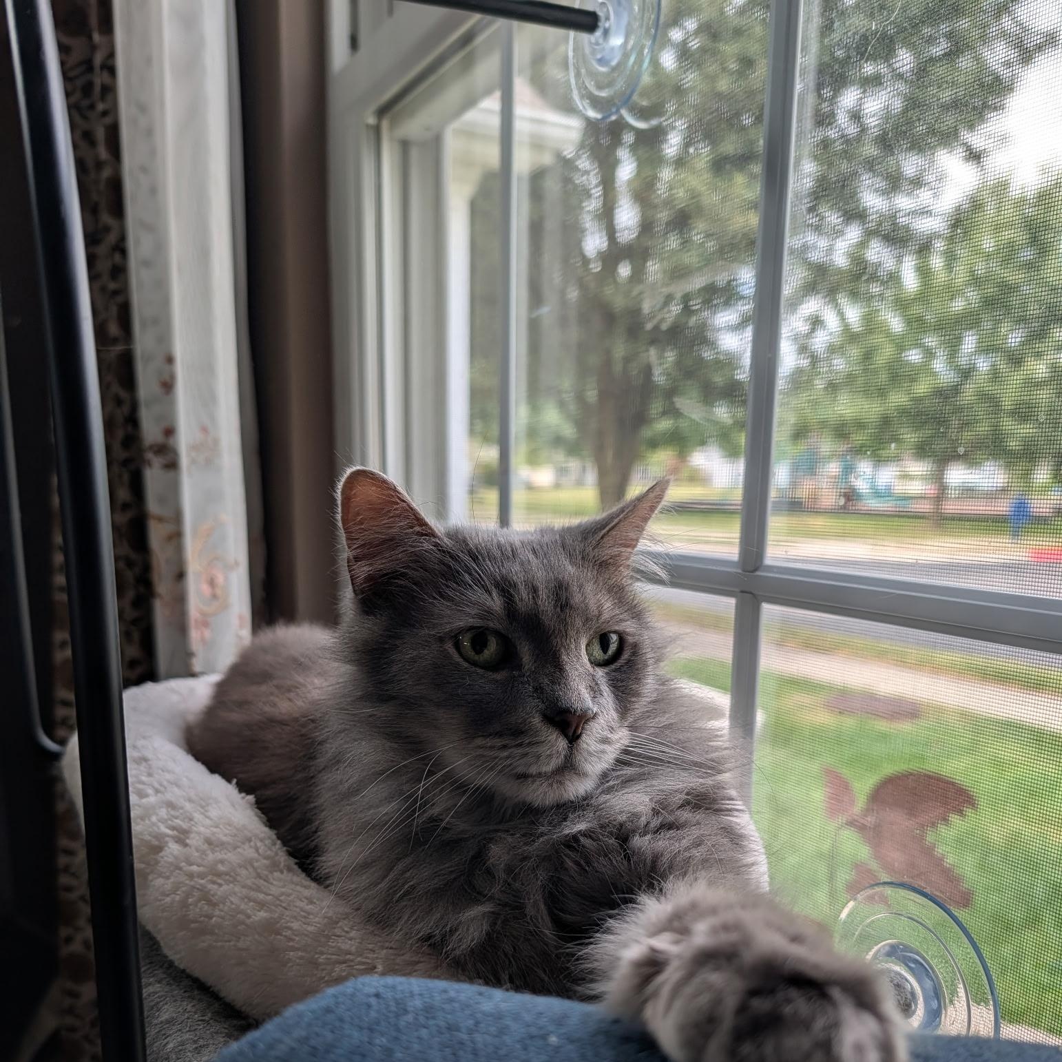 Enlarge Shadow- Bonded with Eskimo, a Adoptable Domestic Long Hair in West Jefferson, OH image 4/6
