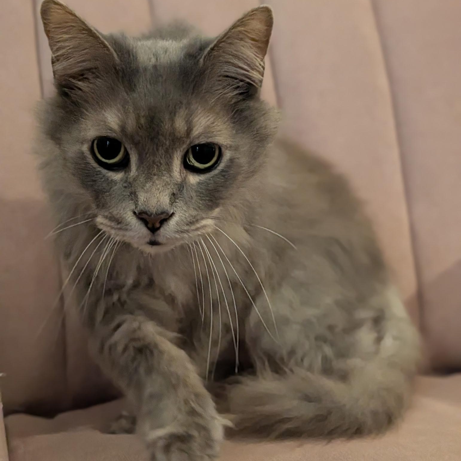 Enlarge Shadow- Bonded with Eskimo, a Adoptable Domestic Long Hair in West Jefferson, OH image 3/6