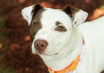 Luke, a ADOPTABLE Mixed Breed in Hamilton, OH image 2/3