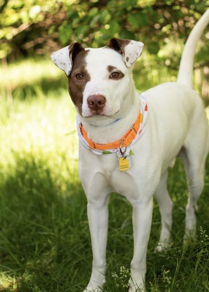 Luke, a ADOPTABLE Mixed Breed in Hamilton, OH image 3/3