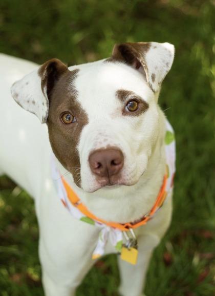 Luke, a ADOPTABLE Mixed Breed in Hamilton, OH image 1/3