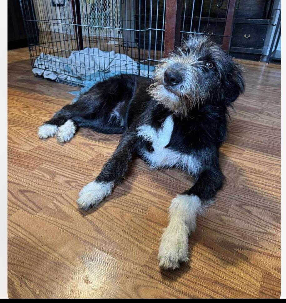 Nova cs, Adoptable, Young Female Giant Schnauzer & Irish Wolfhound.