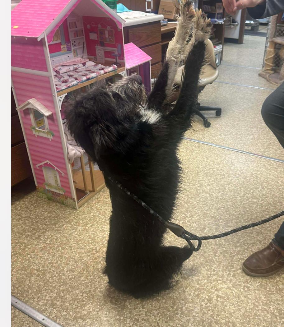 Enlarge Nova cs, a Adoptable mixed breed in Columbia, MD image 2/3