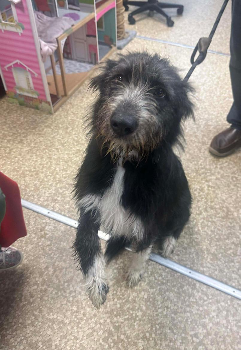 Enlarge Nova cs, a Adoptable mixed breed in Columbia, MD image 3/3