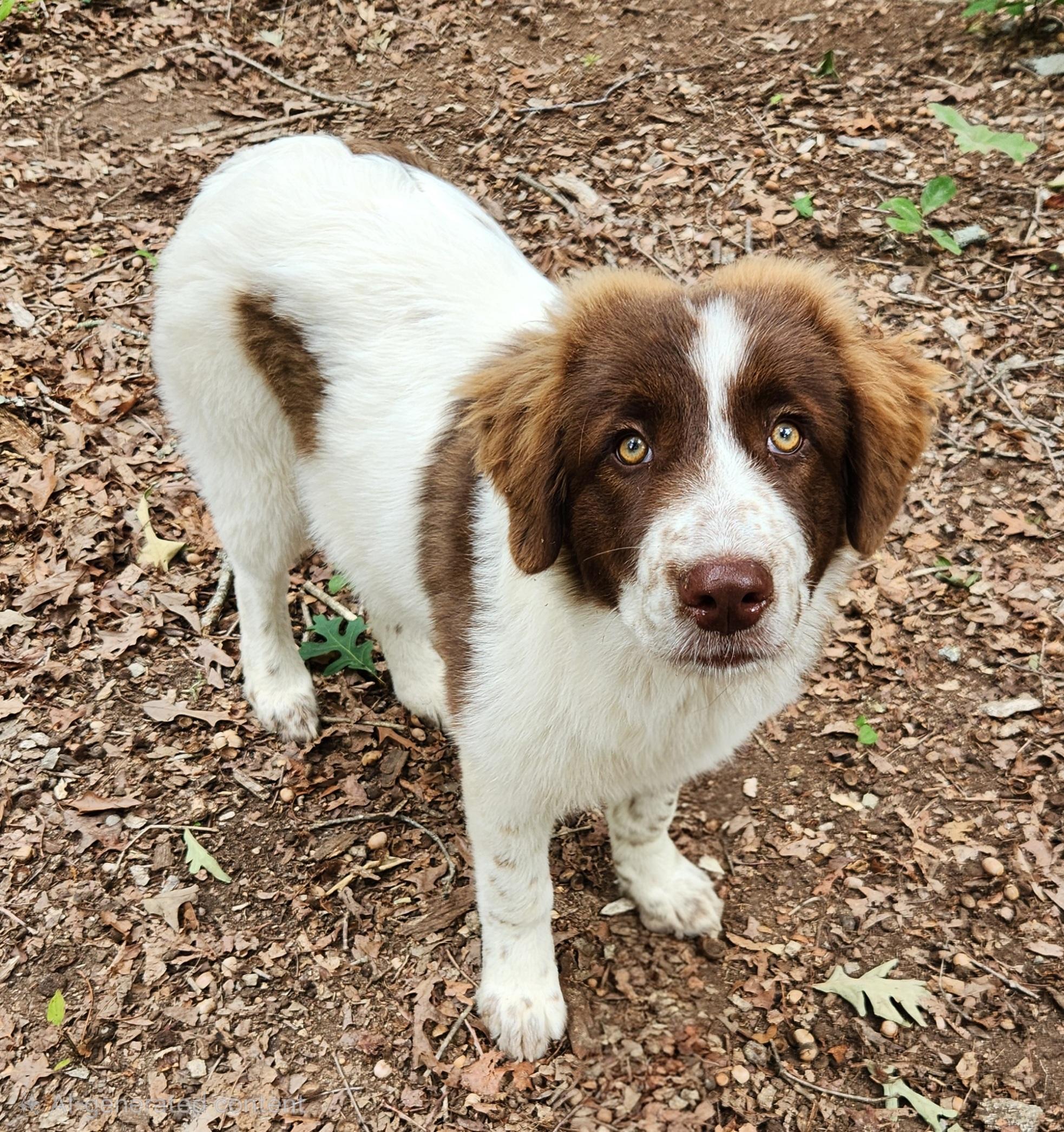 Rosie , adopted, Puppy Female Australian Shepherd.