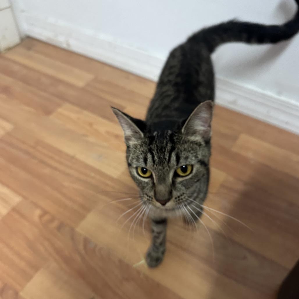 Rigatoni, a Adoptable Domestic Short Hair in Quakertown, PA image 1/6