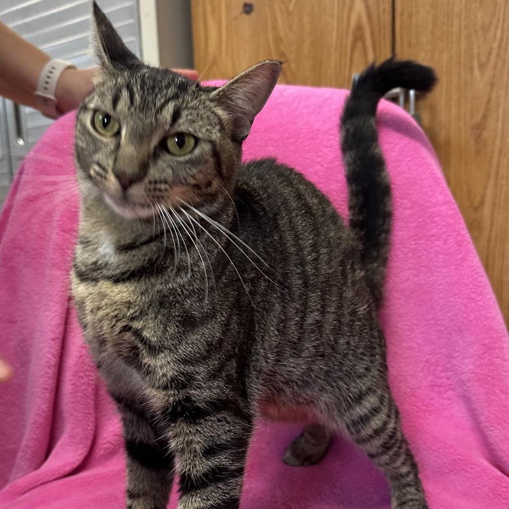 Rigatoni, a Adoptable Domestic Short Hair in Quakertown, PA image 2/6