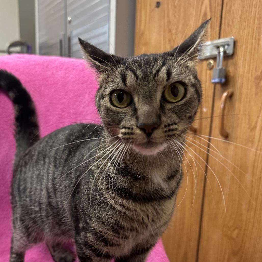 Rigatoni, a Adoptable Domestic Short Hair in Quakertown, PA image 3/6