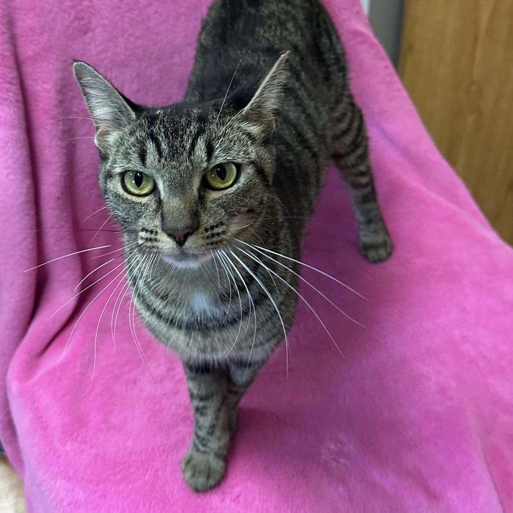 Rigatoni, a Adoptable Domestic Short Hair in Quakertown, PA image 4/6