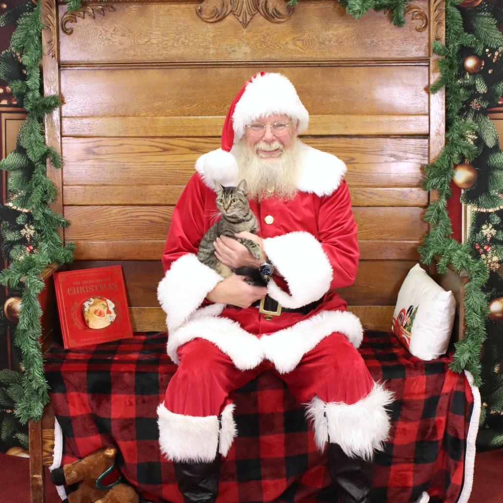 Rigatoni, a Adoptable Domestic Short Hair in Quakertown, PA image 5/6