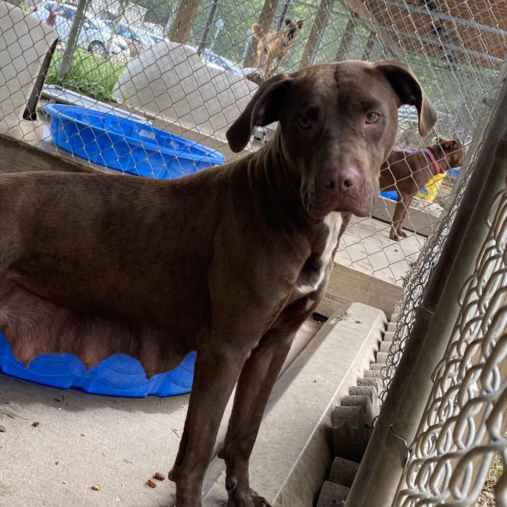 Cha Cha, Adoptable, Adult Female Mixed Breed.