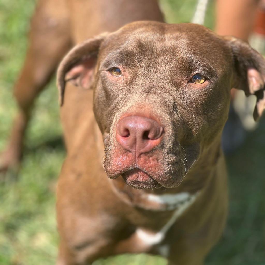 Enlarge Cha Cha, a Adoptable Mixed Breed in Huntington, WV image 3/4