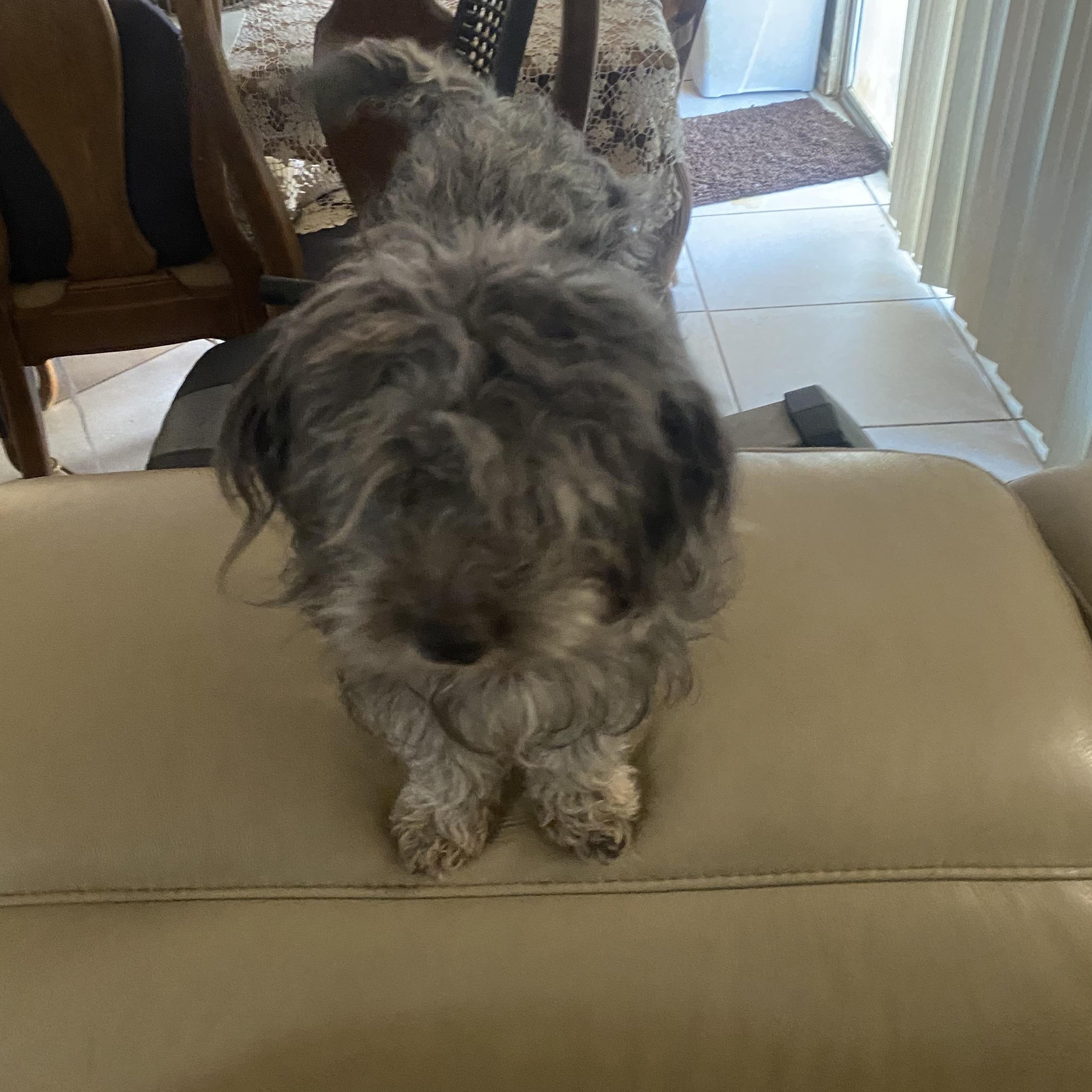 Enlarge Thumper, a ADOPTABLE mixed breed in Moreno Valley, CA image 1/3