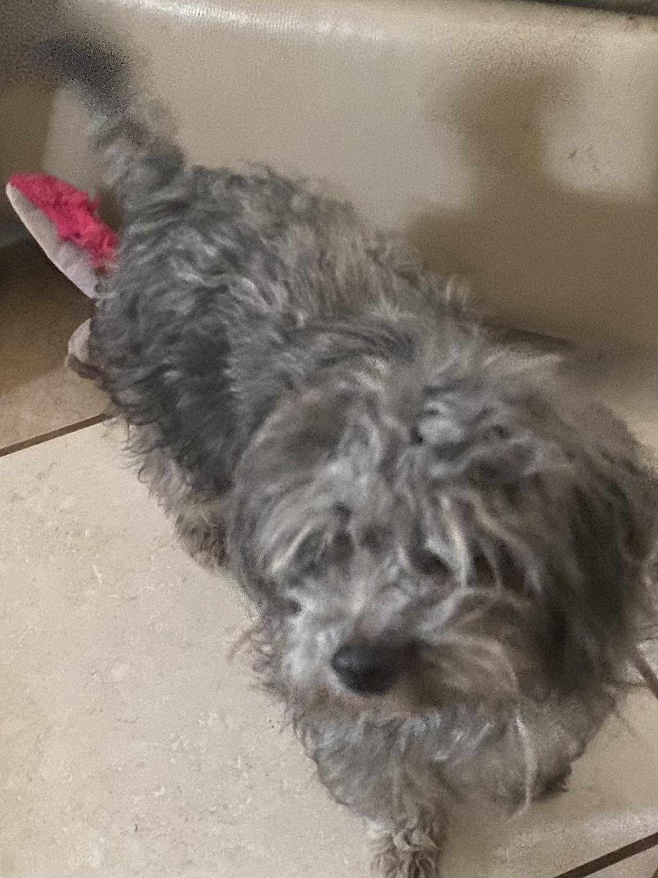 Enlarge Thumper, a ADOPTABLE mixed breed in Moreno Valley, CA image 2/3