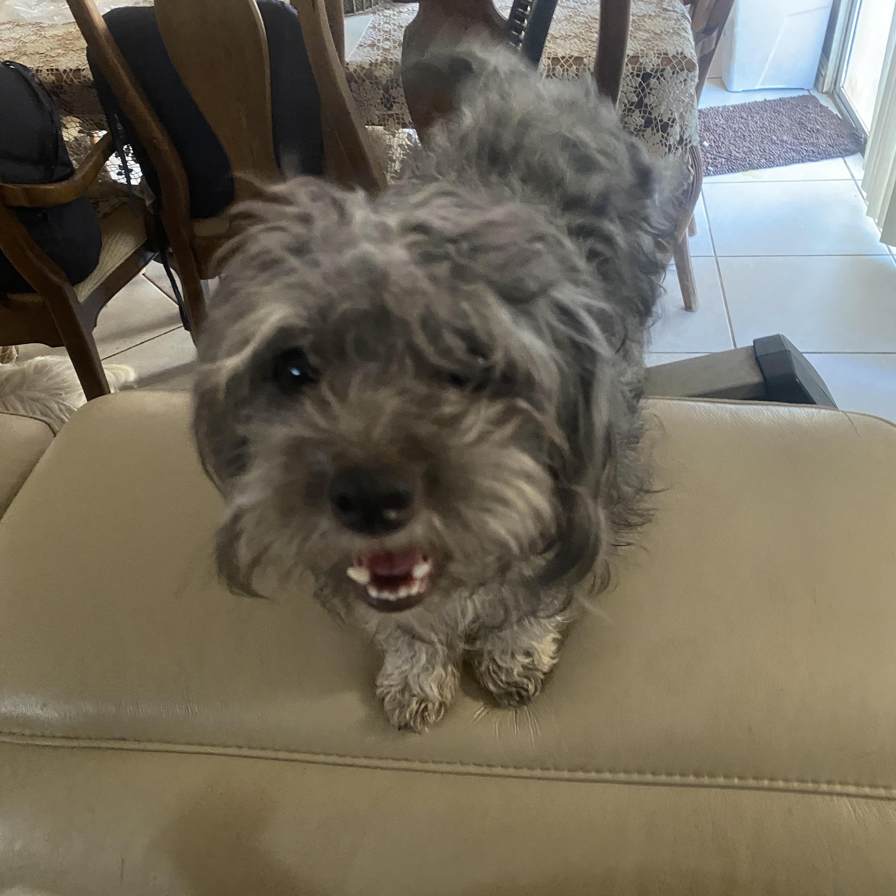 Enlarge Thumper, a ADOPTABLE mixed breed in Moreno Valley, CA image 3/3