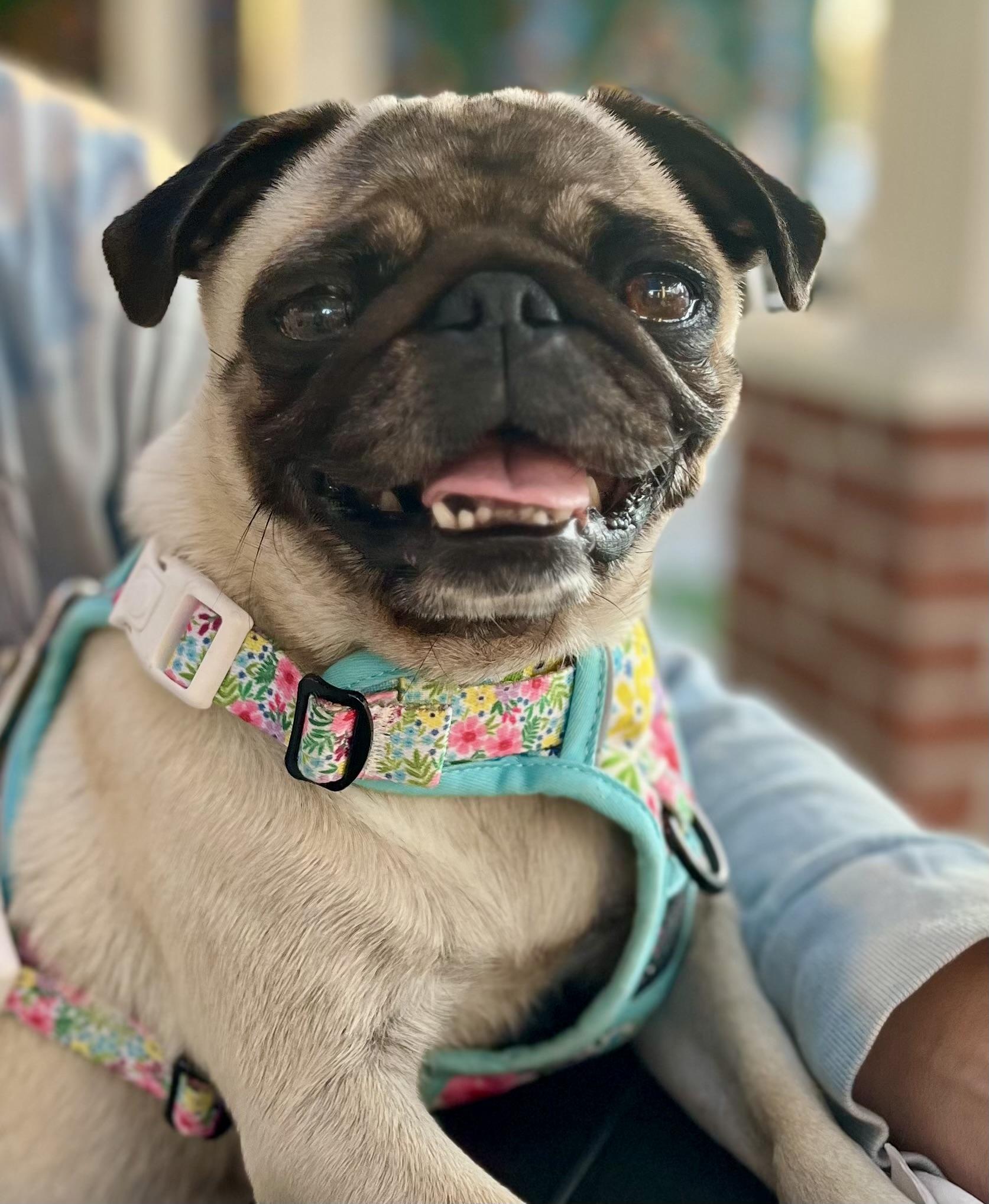 Marge, adopted, Adult Female Pug.