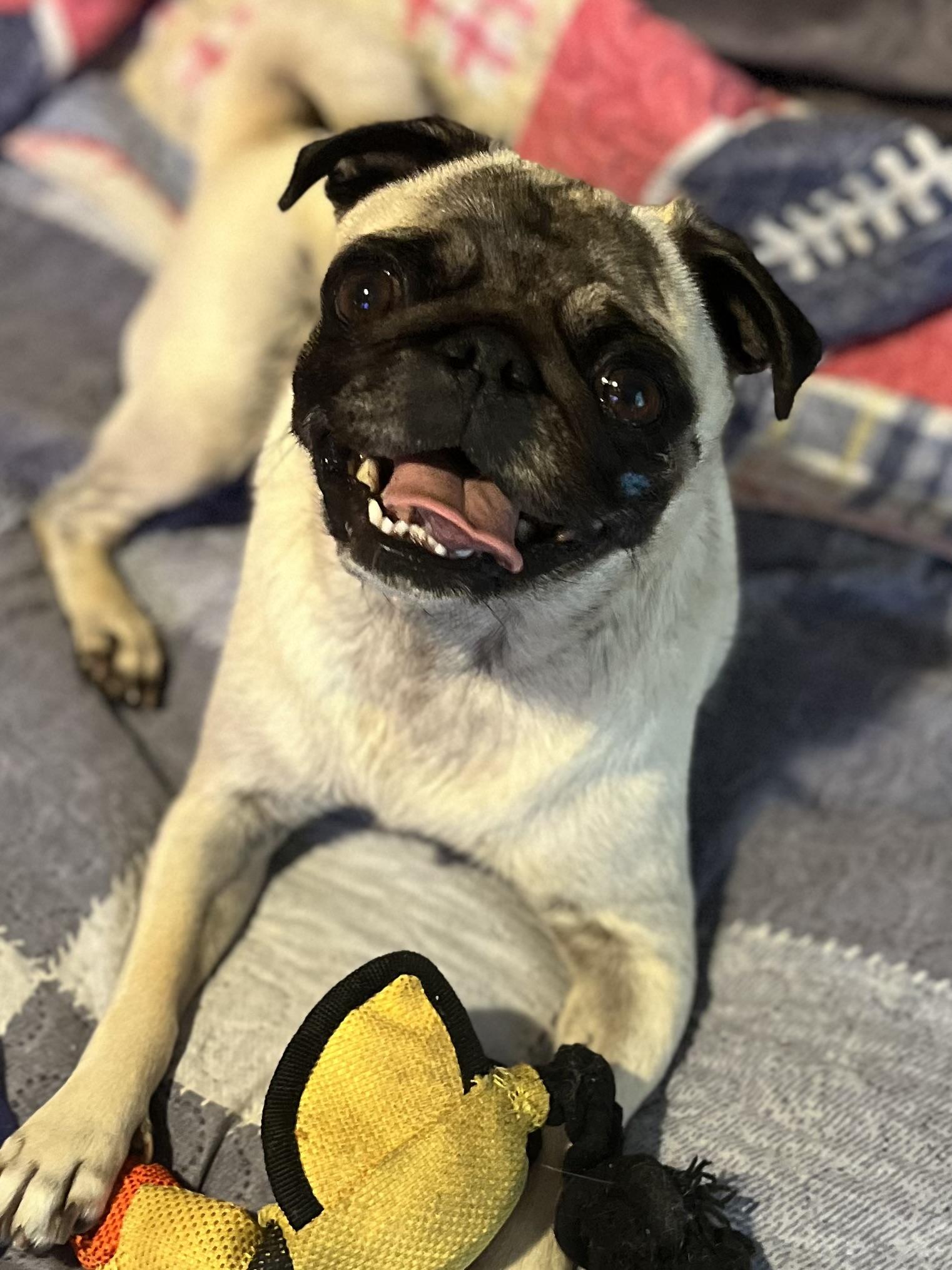 Enlarge Marge, an adopted Pug in Mt Pleasant, SC image 2/6