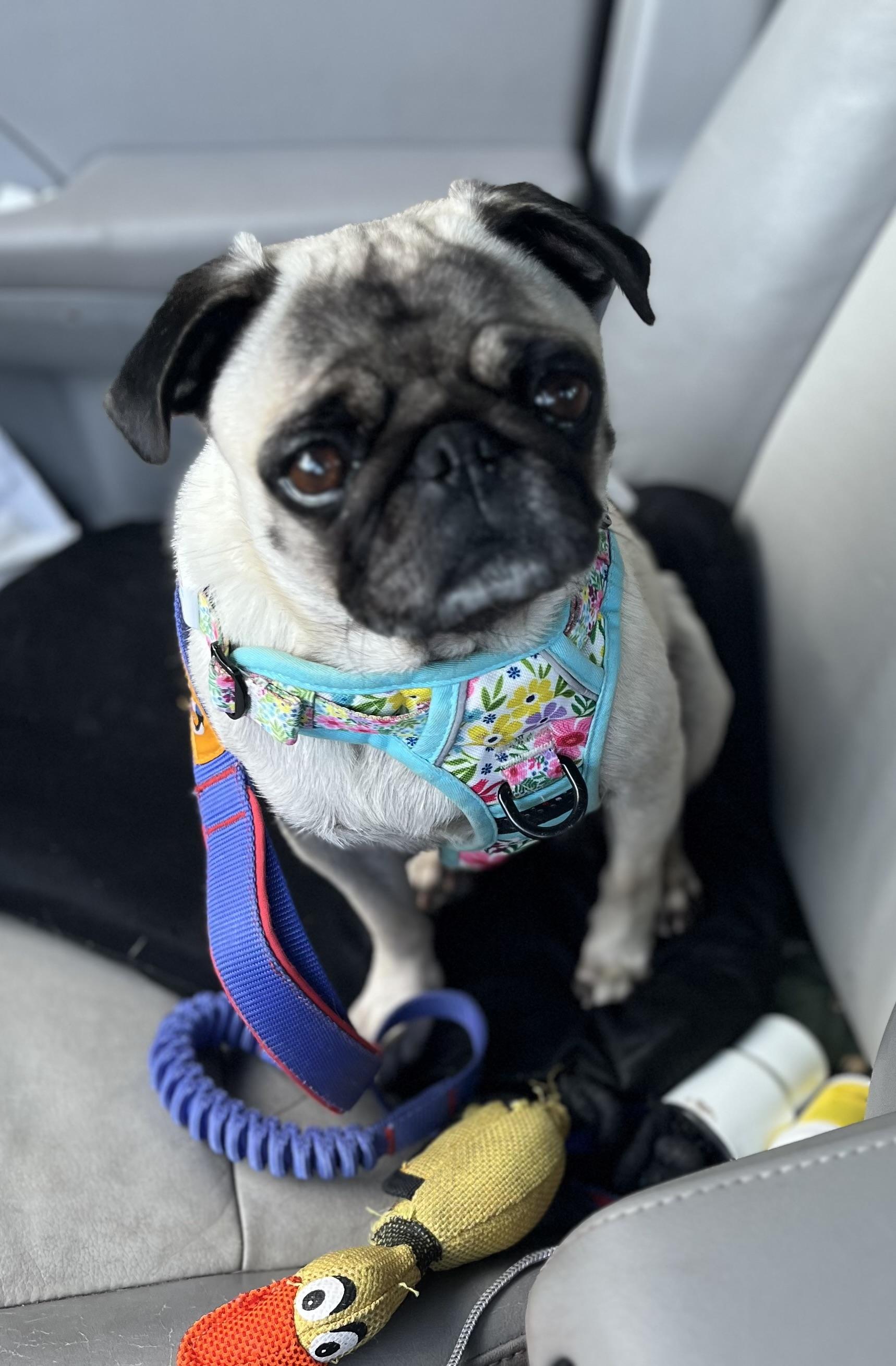 Enlarge Marge, an adopted Pug in Mt Pleasant, SC image 4/6