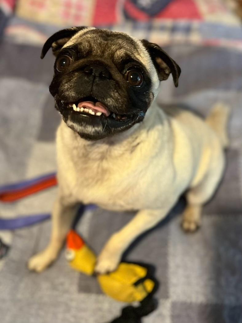 Enlarge Marge, an adopted Pug in Mt Pleasant, SC image 5/6