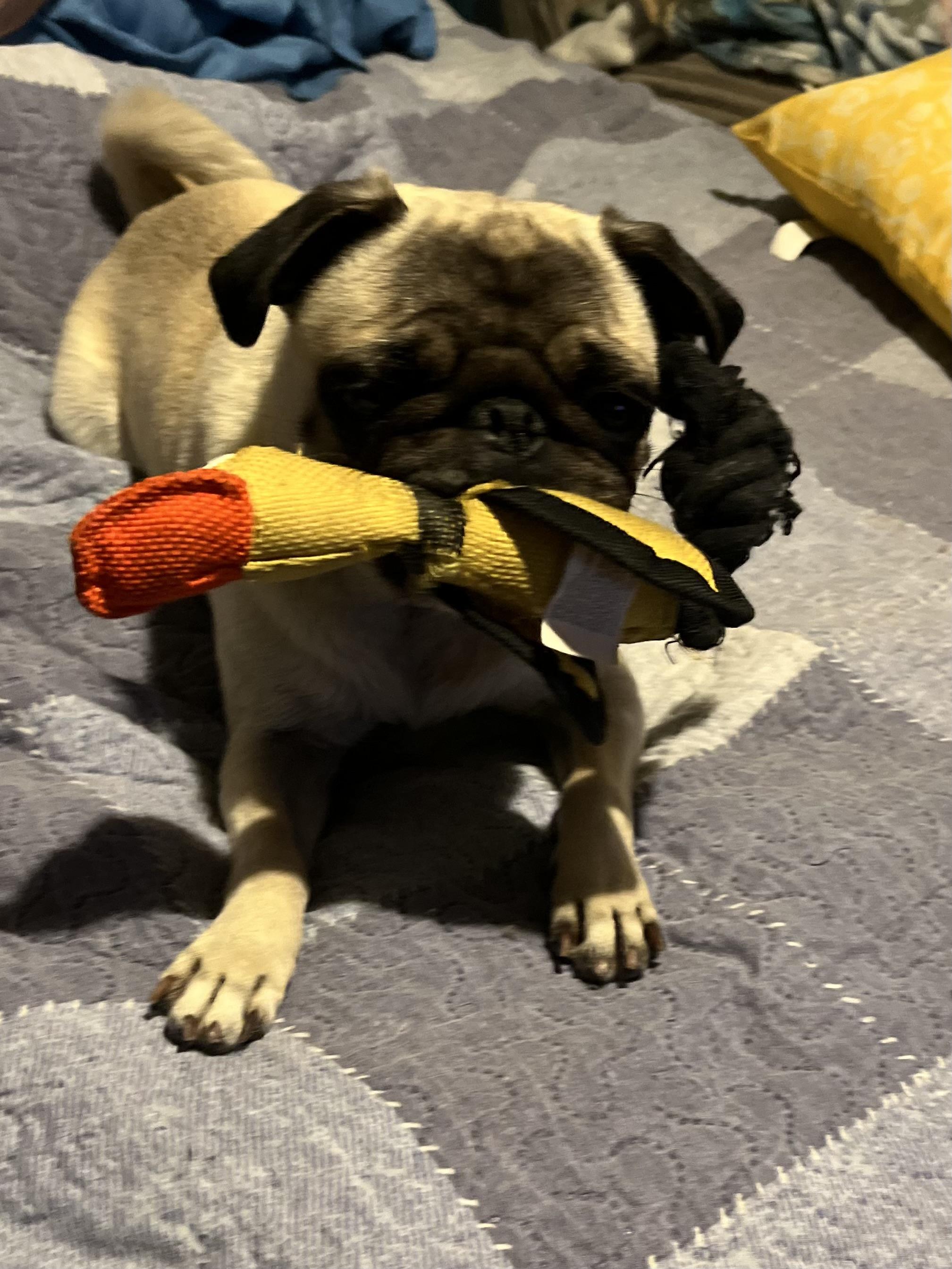 Enlarge Marge, an adopted Pug in Mt Pleasant, SC image 3/6