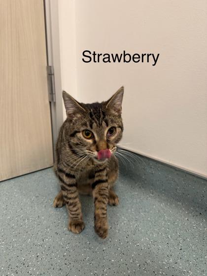 Strawberry, a Adoptable Domestic Short Hair in Laguna Niguel, CA image 3/3