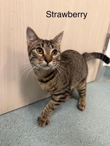 Strawberry, a Adoptable Domestic Short Hair in Laguna Niguel, CA image 3/3