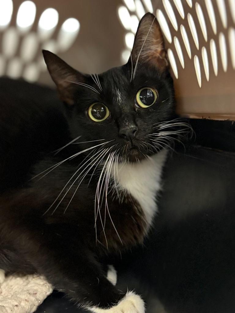 Zendaya, Adoptable, Young Female Domestic Short Hair.