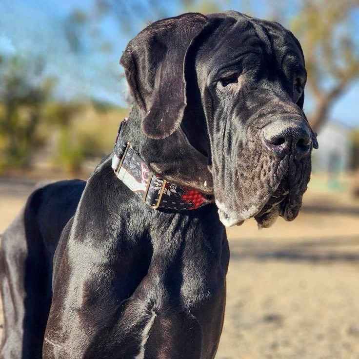 Manfred, a Adoptable Great Dane in Tehachapi, CA image 5/6