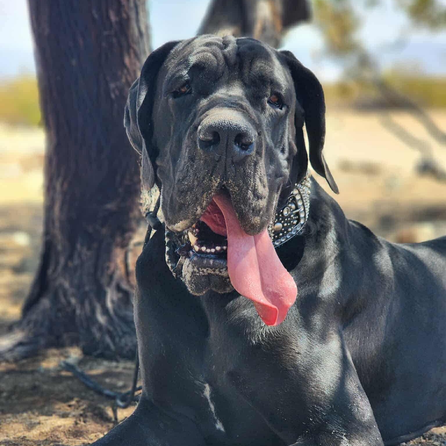 Manfred, a Adoptable Great Dane in Tehachapi, CA image 2/6