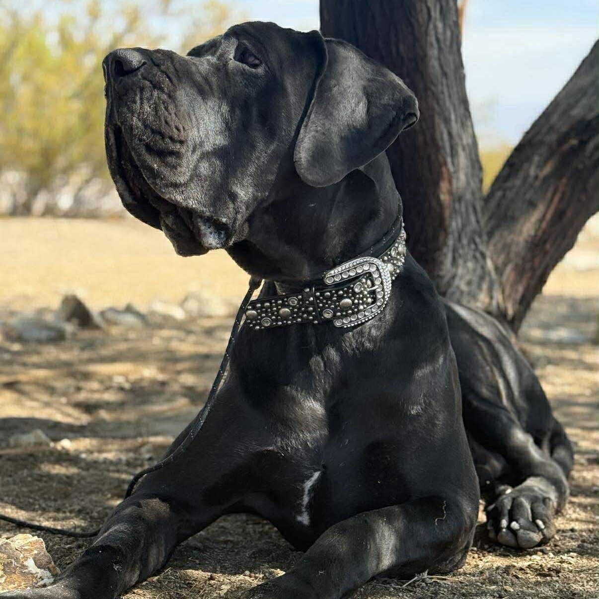 Manfred, a Adoptable Great Dane in Tehachapi, CA image 3/6