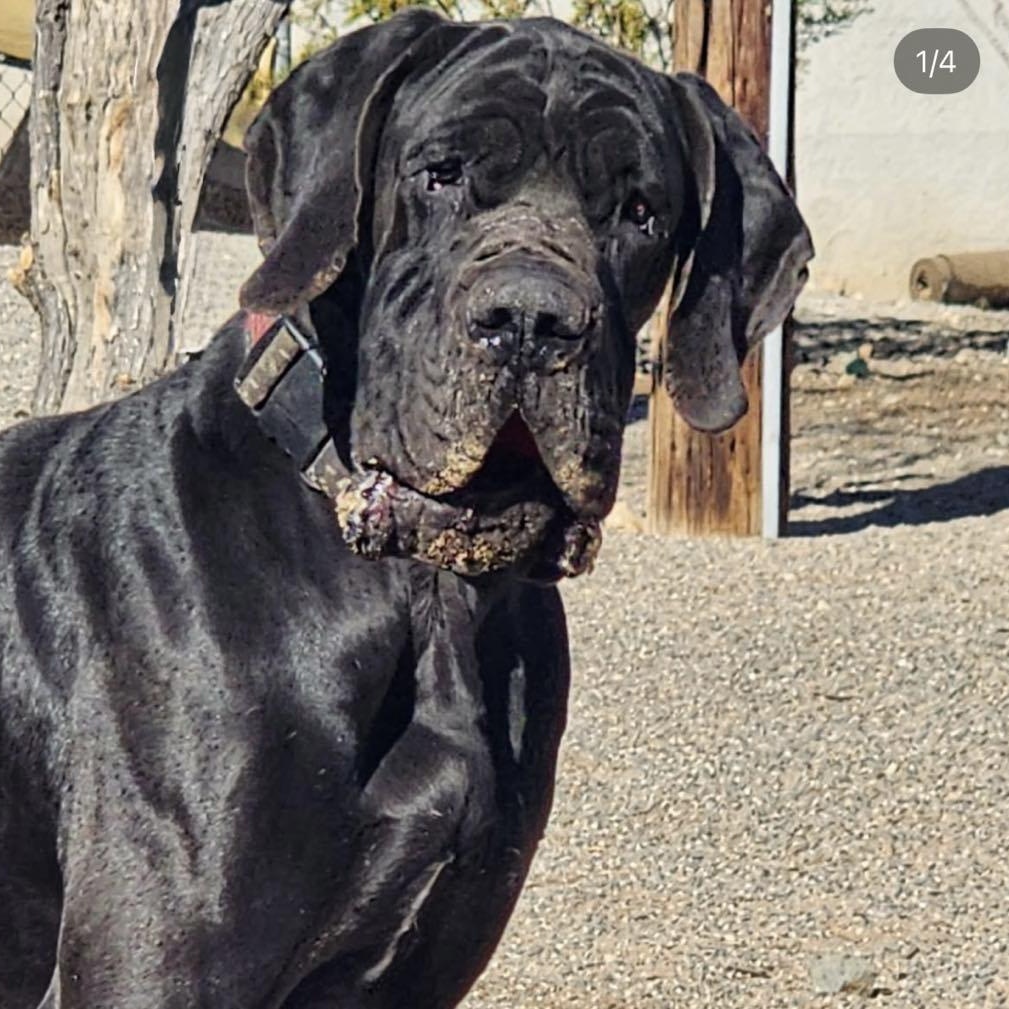 Manfred, a Adoptable Great Dane in Tehachapi, CA image 6/6