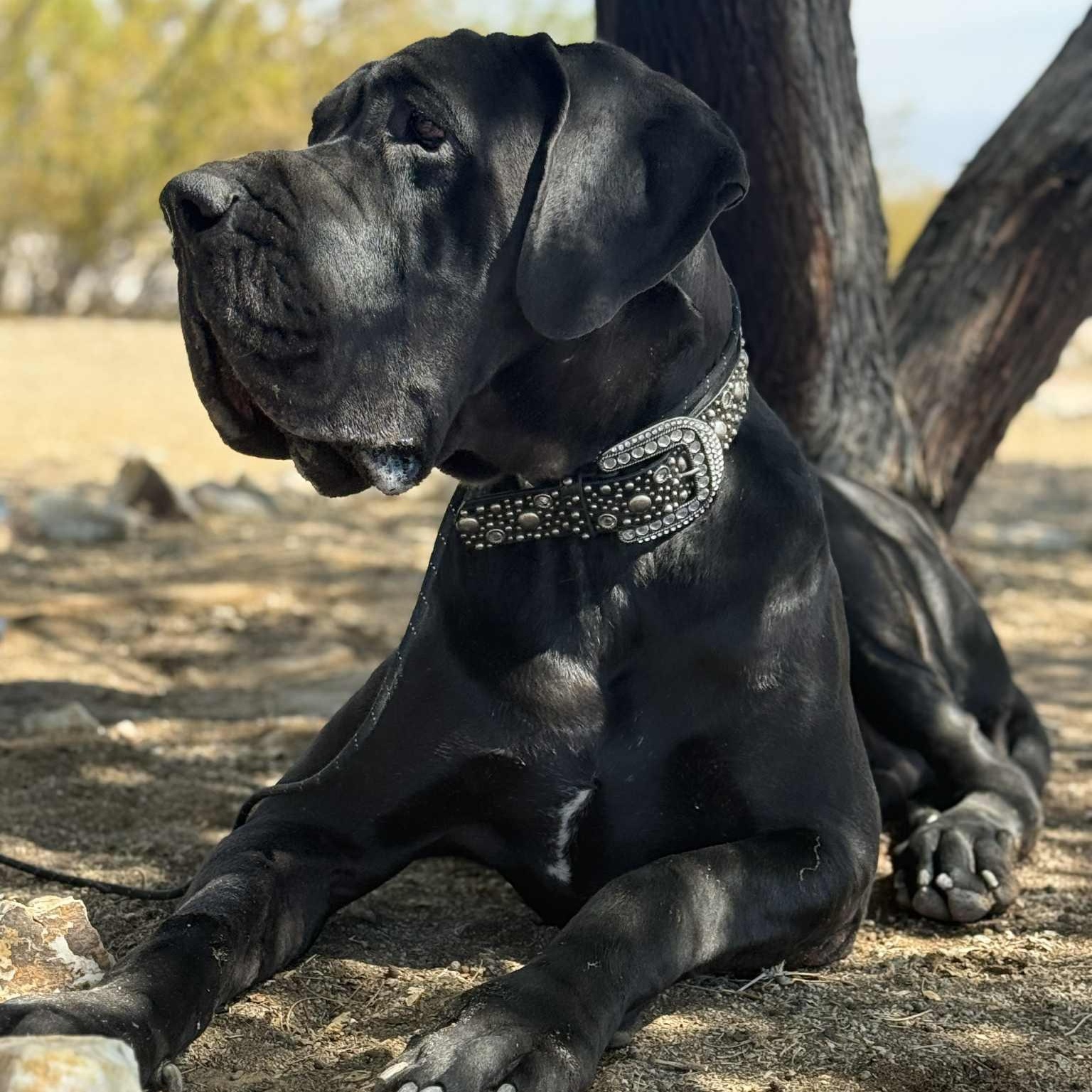 Manfred, a Adoptable Great Dane in Tehachapi, CA image 4/6