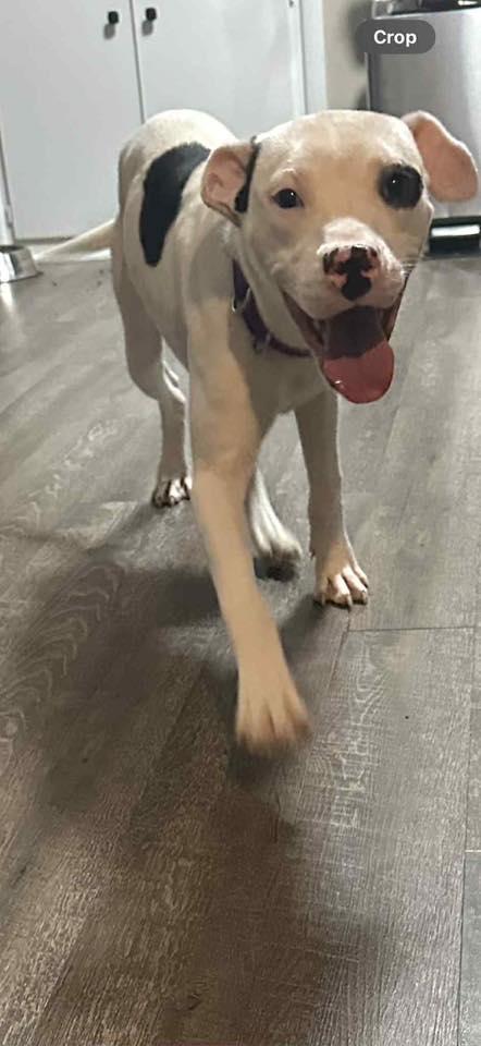 Snoopie, a Adoptable mixed breed in Racine, WI image 2/3