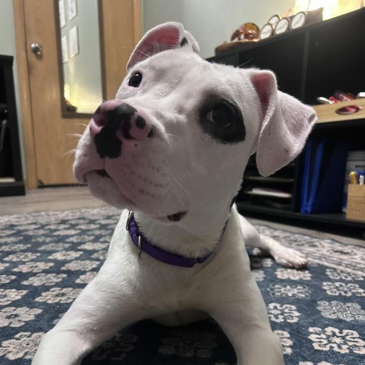 Snoopie, a Adoptable mixed breed in Racine, WI image 1/3