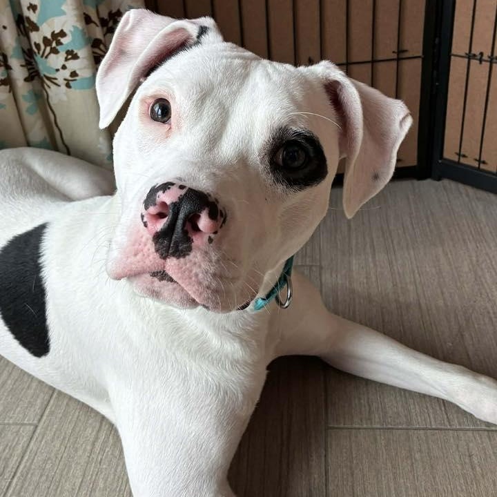 Snoopie, Adoptable, Adult Male Pit Bull Terrier.