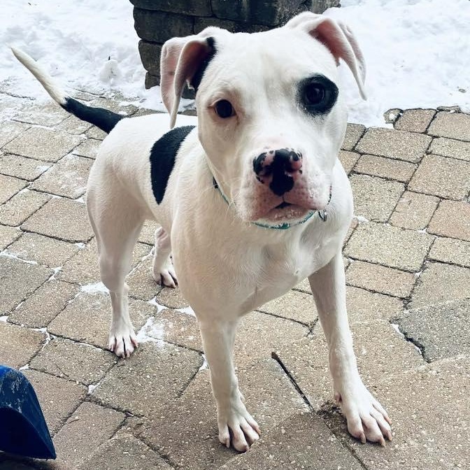 Snoopie, a Adoptable mixed breed in Racine, WI image 6/6